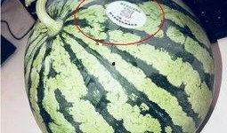 网红导管吃瓜,揭秘网络红人的幕后生活