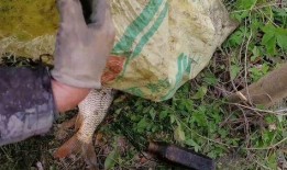 有网友爆料黑鱼仔吗视频,黑鱼仔吗视频引发热议