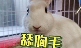 吃瓜画画抖音网红是谁,揭秘网络红人的绘画艺术之旅”