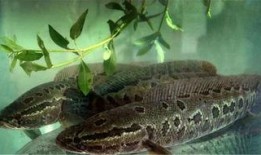 有网友爆料黑鱼仔吗视频,黑鱼仔吗视频引发热议