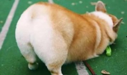 柯基最新爆料图片高清,高清美照曝光引网友热议