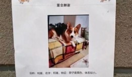 柯基最新爆料图片高清,高清美照曝光引网友热议