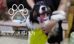欲望巴士 在线观看,激情之旅，在线观影指南