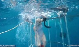 洛杉矶鲨鱼爆料视频,揭秘海洋深处的神秘世界